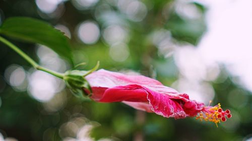 Close-up of pink flowering plant