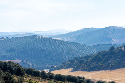 Crops in andalusia with olive trees and cereals already collected