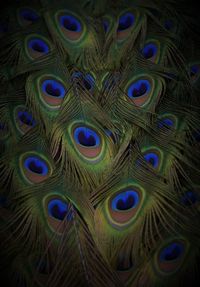Close-up of peacock