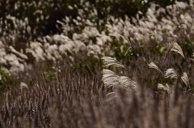 Close-up of plants growing on field