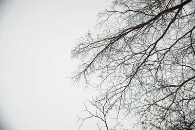 Low angle view of bare tree against sky