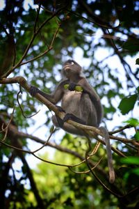 Low angle view of monkey sitting on tree