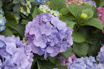 Close-up of wet purple flowers