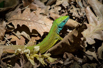 High angle view of lizard on leaves