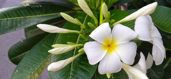 Close-up of white flowering plants