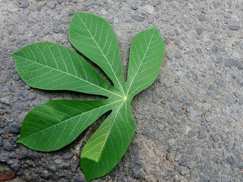 High angle view of plant growing on land
