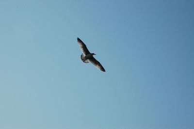 Low angle view of bird flying against clear sky