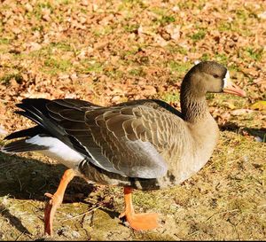 View of birds on field
