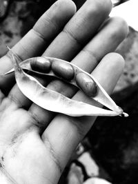 Close-up of human hand holding leaf