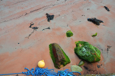 High angle view of tree on sand at beach