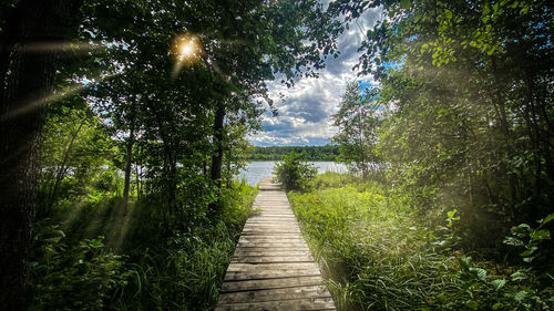 Boardwalk amidst plants and trees