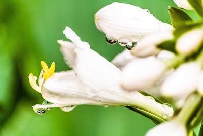 Close-up of white flowers