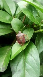 Close-up of insect on plant