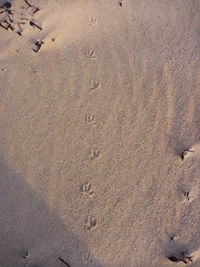 High angle view of footprints on sand at beach