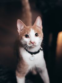 Close-up portrait of a cat