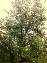 Trees against sky