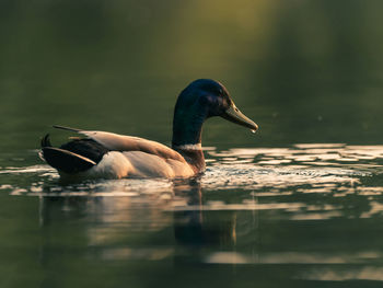 Duck swimming on lake