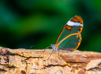 Close-up of butterfly on rock