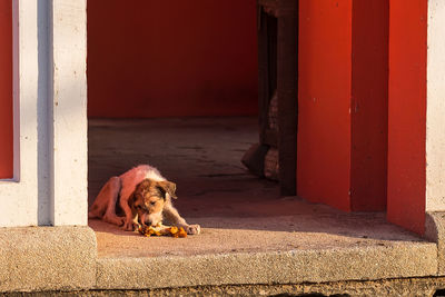 Dog lying down on red door