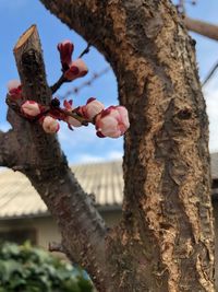 Low angle view of flowering tree against sky