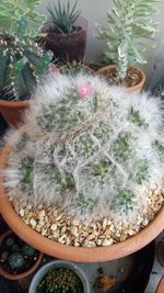 High angle view of potted cactus plants