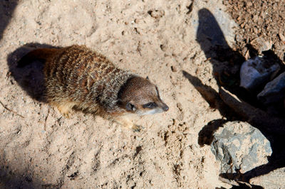 An attentive meerkat looks ahead