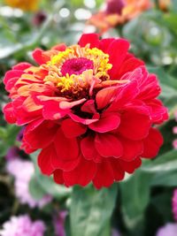 Close-up of red flower blooming outdoors