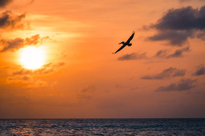 Low angle view of bird against sky during sunset