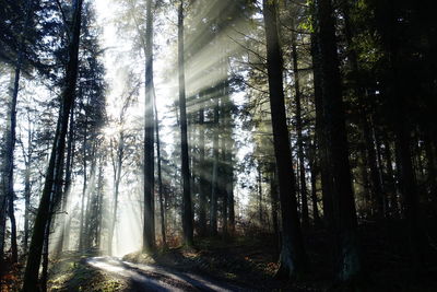 Sunlight streaming through trees in forest