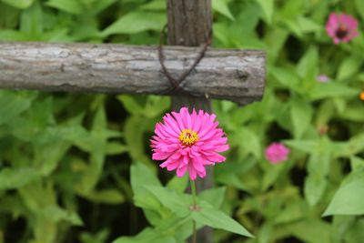 Close-up of pink flowering plant