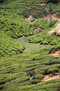 High angle view of rice paddy field