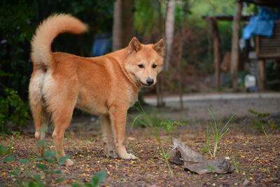 Dog standing on field