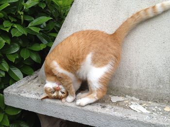 Portrait of cat scratching head on seat