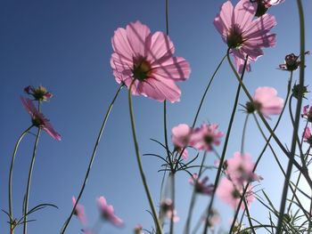 Close-up of pink flowering plants against sky