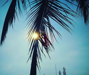 Low angle view of silhouette tree against sky