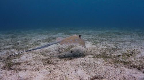 Fish swimming in sea