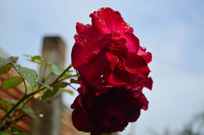 Close-up of red rose against sky