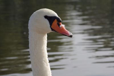 Close-up of swan swimming on lake