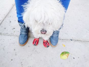 High angle portrait of dog on floor
