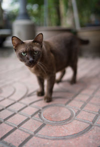 Portrait of cat on footpath by street