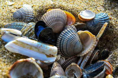 Close-up of seashells on beach