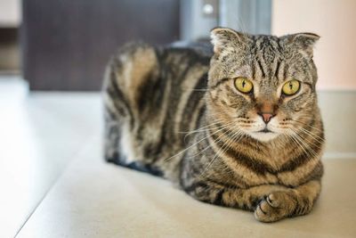 Close-up portrait of a cat