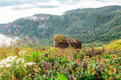 Flowers growing on landscape against mountains