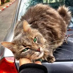 Close-up of cat by car