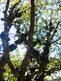 Low angle view of tree in forest