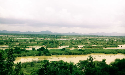 Scenic view of mahanadi river and trees against sky