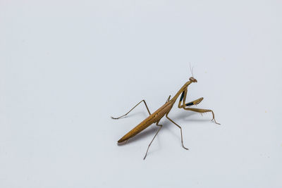 Close-up of insect on white background