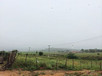 Plants growing on field