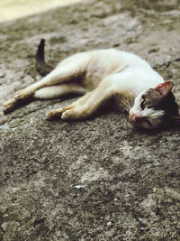 High angle view of cat sleeping