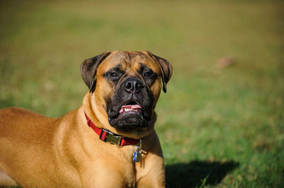 Close-up portrait of dog sitting on field